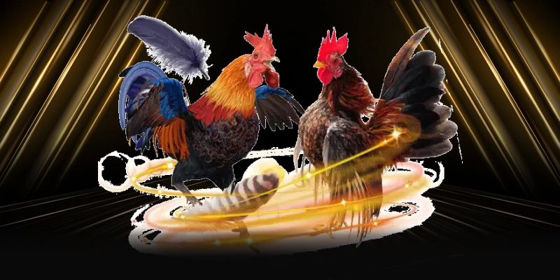 Đá gà 88VV sân chơi nhiều ưu đãi